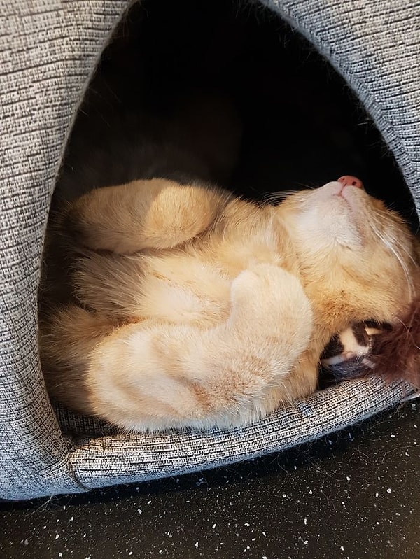 10. Многие даже спят на работе!