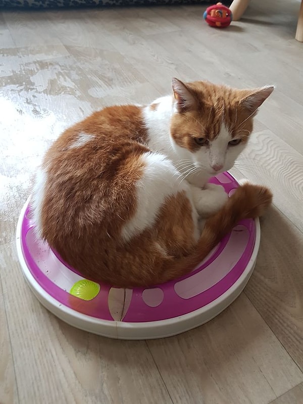 15. "Многие любят забираться в самые неожиданные места..."