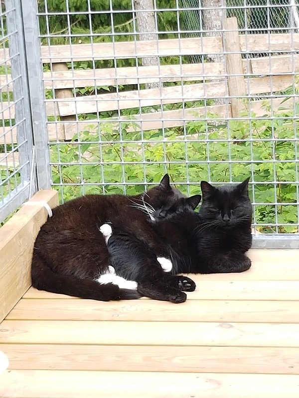 17. "Но они всё равно такие милые!" 😍