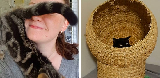 Девушка, работающая в приюте для котов, рассказывает о трудностях своих будней и мурлыкающих коллегах