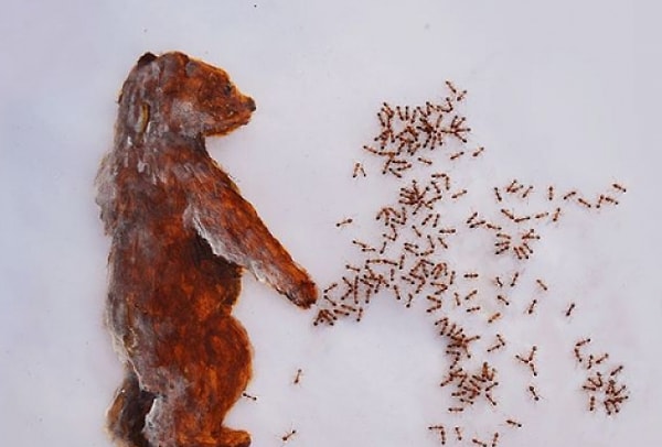 8. И еще один шедевр