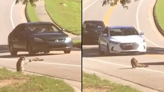 Arkadaşı Öldükten Sonra Dua Edip Bayılan Rakun