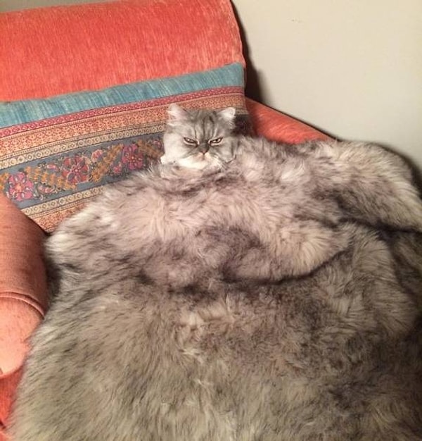 28. "А перед камином положим ковер из кота!"