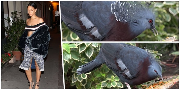 8. Серенькая 👀