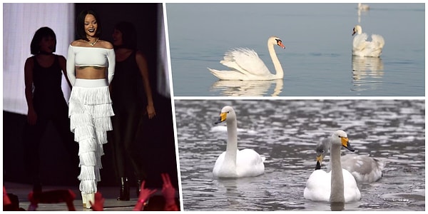 21. Лебединая.