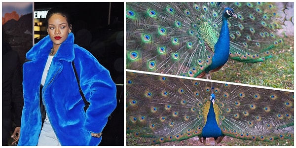 25. Жар-птица!