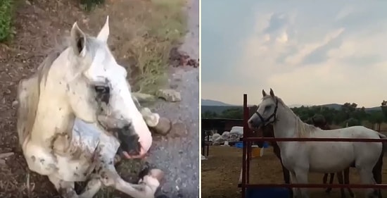 İşi Bittiği Zaman Ölmesi İçin Atılan Fayton Atı Güzel İnsanlar Sayesinde Yeniden Hayata Tutundu