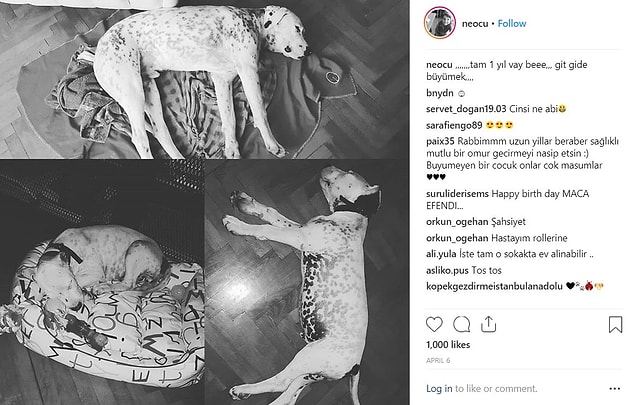 15. Çok güzel bir köpeği ve kocaman bir hayvan sevgisi var. Twitter'da devamlı hayvanlarla ilgili enteresan bilgiler RTliyor.