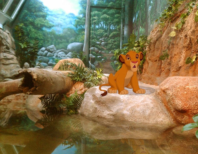 12. Hayvanat bahçesinde yaşamak zorunda kalan Simba