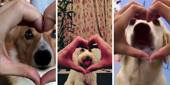 А ваш пес так делает? #snootchallenge — модный тренд в Сети захватил умы хозяев милых пушистиков