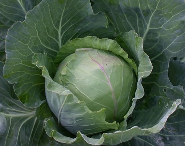 3. Коломенская капуста