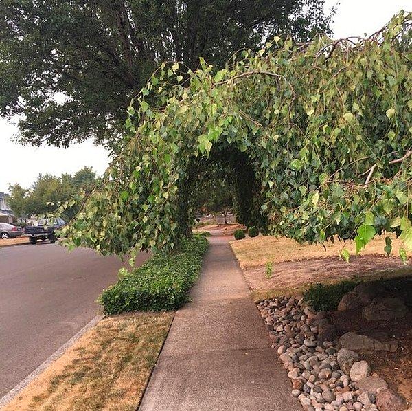 11. "Komşum ağaçlarını budadı, bu sayede kaldırım kullanılabiliyor."