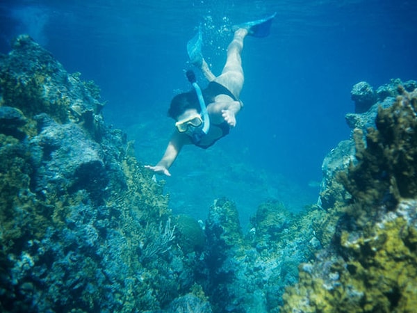 8. Коралловые рифы являются крупнейшими живыми структурами на Земле