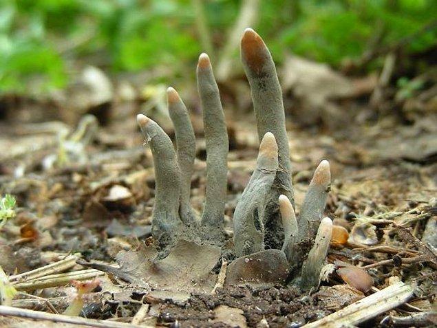 1. "Ölü adamın parmakları" olarak bilinen bir mantar çeşidi: Xylaria Polymorpha