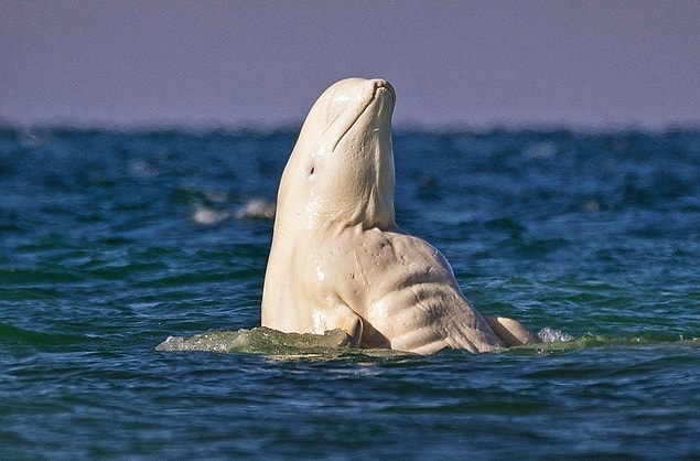 8. Bu beluga balinası vücut çalışmış gibi!