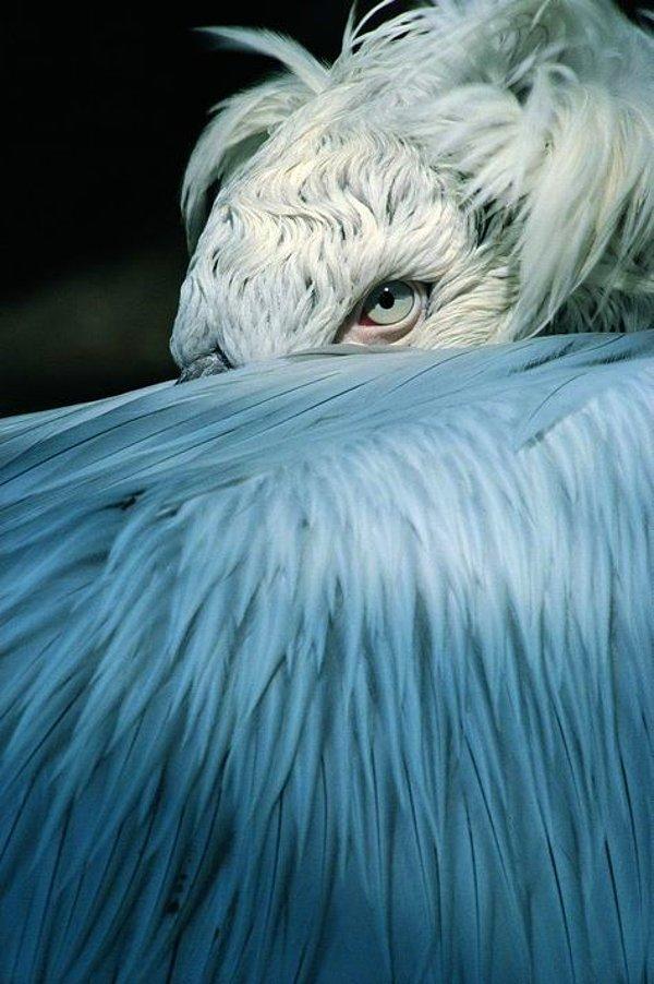 1. Tepeli pelikandan karizmatik bir bakış.