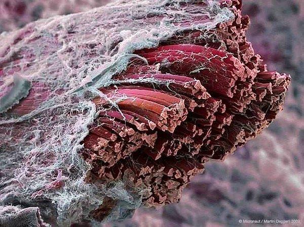 7. Elektron mikroskobuyla çekilmiş kas dokusu. (Sonradan renklendirilmiş)