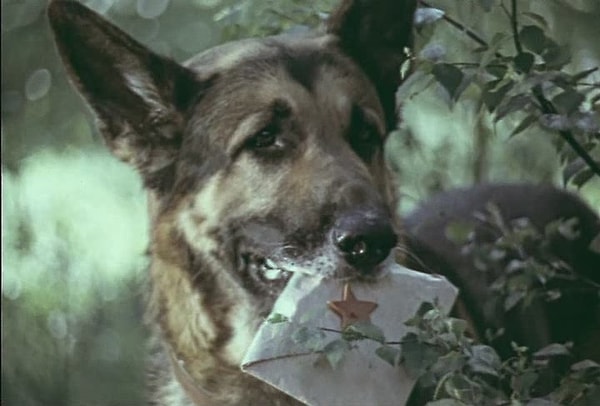 12. Назовите кличку собаки Тимура из книги А. Гайдара "Тимур и его команда".