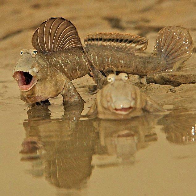 19. Kuveyt çamurlarında, yüzgeciyle yürüyebilen balık türü: Mudskipper
