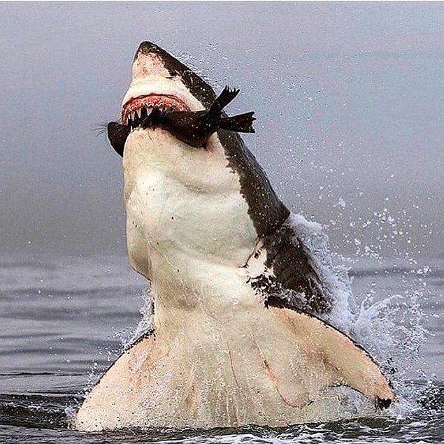 23. Güney Afrika kıyılarında devasa bir beyaz köpek balığı, ekmeğinin peşinde!