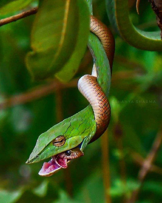 24. Hindistan'dan bir görüntü: Başka bir yılanı av olarak seçen yeşil bir asma yılanı.