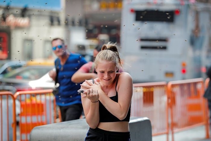 New York'ta Hot Dog Standını Basan Binlerce Arı