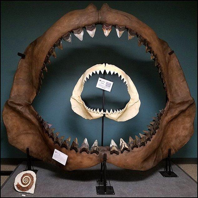 2. Normal köpek balığı çenesine oranla Megalodon çenesi.