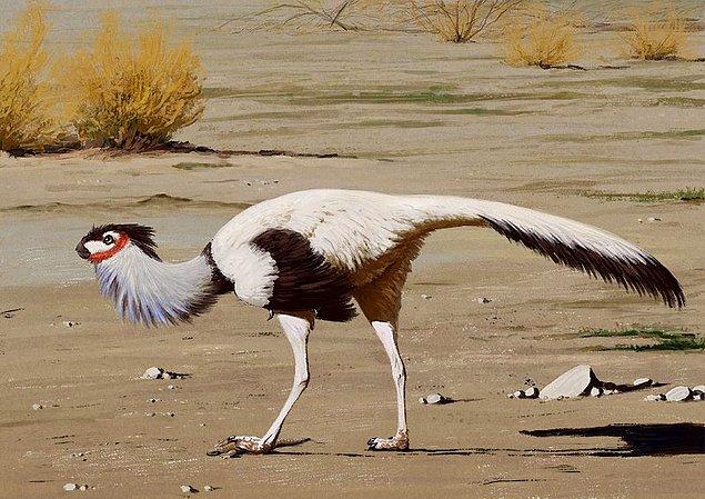 5. 78 milyon yıl önce yaşamış Mezozoik kuş Apsaravis ukhaana.