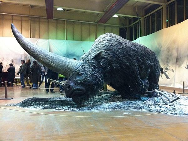 14. Elasmotherium. 29 bin yıl kadar önce yaşamış dev ve tüylü bir gergedan.