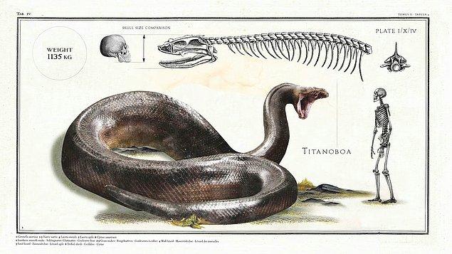 16. Titanoboa. 50-60 milyon yıl önce yaşamış, gelmiş geçmiş en büyük yılan.