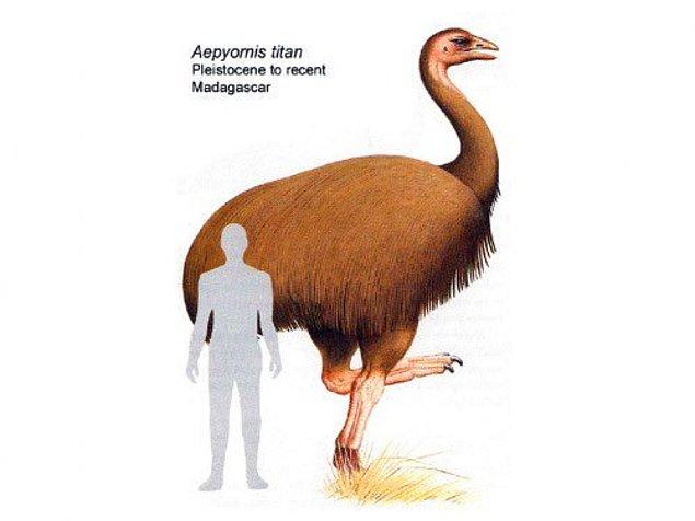 17. 1000 yıl kadar önce Madagaskar'da yaşamış Fil kuşu.