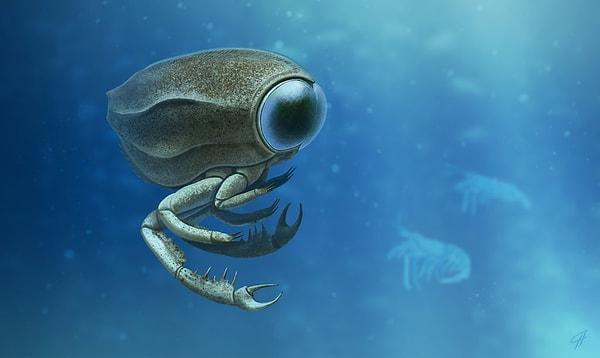 19. Dev gözlere sahip, uzaylıya benzeyen Dollocaris. 160 milyon yıl önce yaşadı ve her bir gözünde 18 binden fazla mercek vardı.
