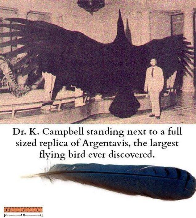 20. Kanat açıklığının 6 metreyi bulduğu düşünülen, belki de yaşamış en büyük kuş olan Argentavis.