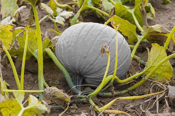 5. Выберите цвет для тыквы: