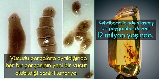 Sıradan Hayatınızı Birkaç Dakikalığına Sıra Dışı Kılacak 21 Aykırı Görüntü