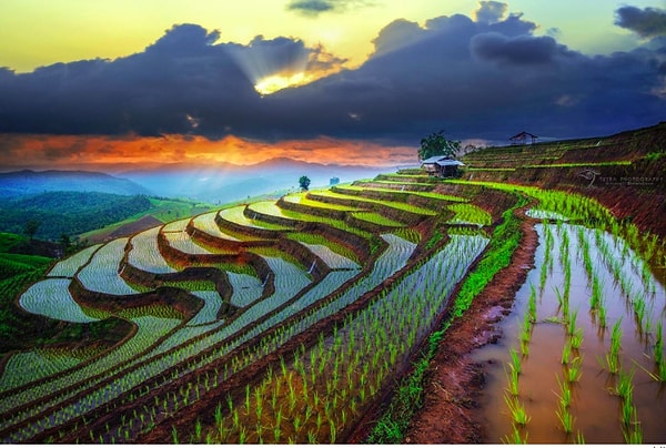 10. Даже и не скажешь, что эти рисовые поля во Вьетнаме настоящие...