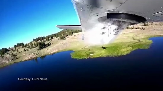 Balık Popülasyonunu Artırmak İçin Göle Bırakılan Balıkların Kaydedilen İlginç Görüntüsü