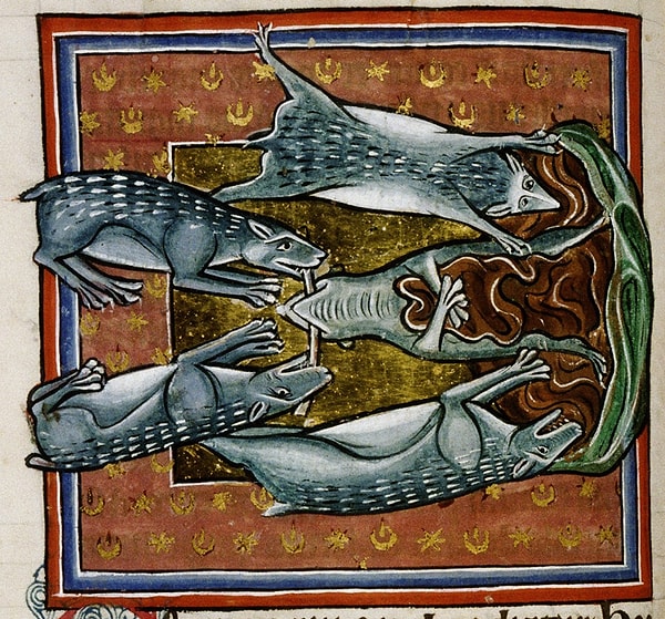 6. Здесь тоже сложно догадаться, что это за животные.