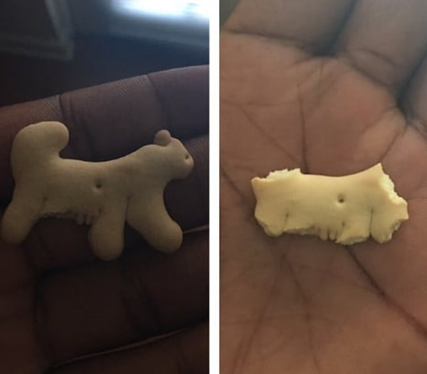 2. Крекеры-животные кажутся вкуснее, если их есть, начиная с конечностей