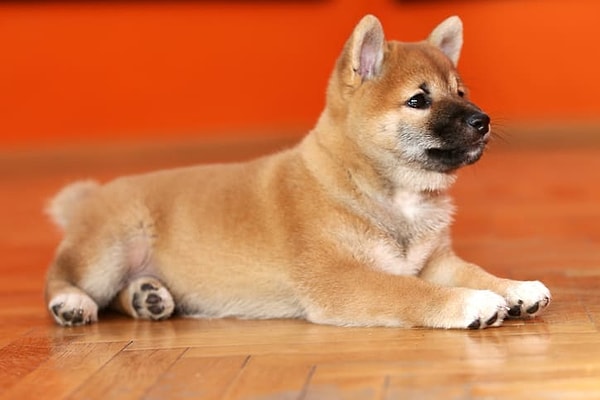 2. Что вы чувствуете, когда видите этого пса с будто бы игрушечными лапками?