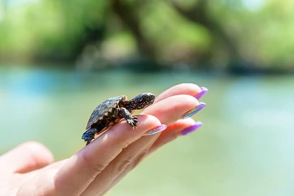10. Что вы чувствуете, когда видите эту крошечную черепашку?