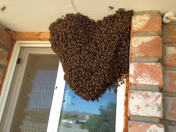 2. Aşık arılardan: