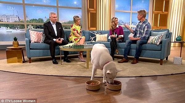 Kendisi vegan veya vejetaryen olmayan Lucy Carrington, Husky cinsi köpeği Storm'u vejetaryen beslenmeye zorladı.