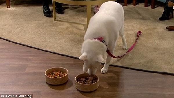 Lucy, köpeğinin hiçbir zaman yaz aylarında bu kadar et yemediğini bu nedenle yeteri kadar yemediği için hasta olacağından endişe ettiğini söyledi. Köpeğine sebze vermeye başlamasının sebeplerinden birinin de bu olduğunu belirtti.
