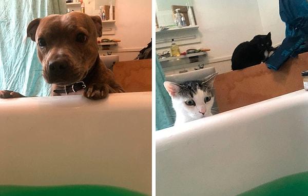 4. 'Eşim duşa gitti ve evde duştan nefret eden bütün hayvanlar onun iyi olup olmadığını kontrol ediyorlar.'