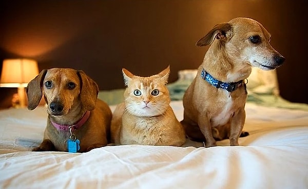 8. Вы любите котов или собак?