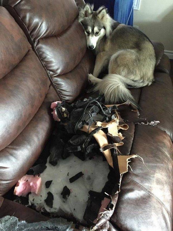 8. "О, хозяин, наконец-то ты вернулся!"