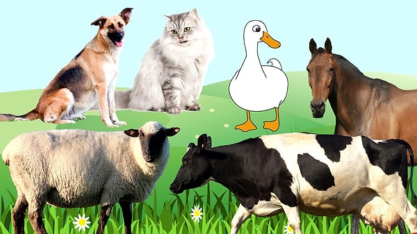 6. Выберите домашнее животное: