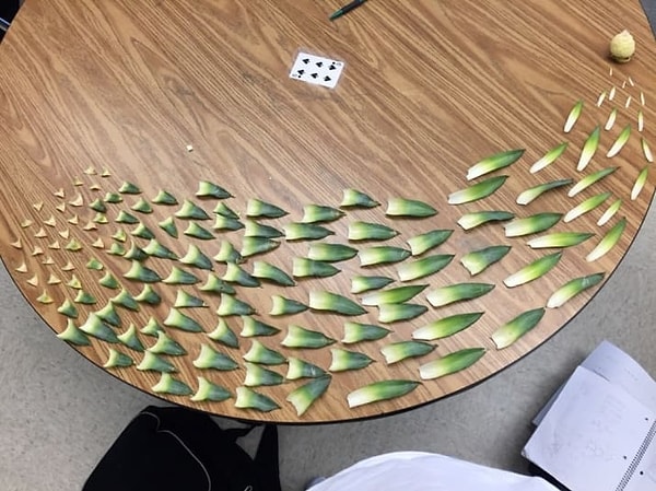 2. Листья ананаса, аккуратно сложенные на столе