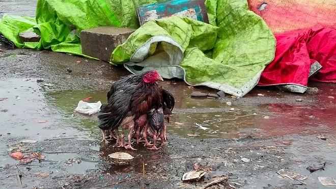 Yavrularını Kanatlarının Altına Alarak Yağmurdan Koruyan Anne Tavuk